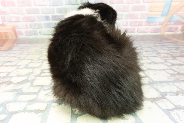 栃木県のボーダーコリー (Coo&RIKU宇都宮店/2025年11月10日生まれ/女の子/ブラックホワイト)の子犬の4枚目の画像