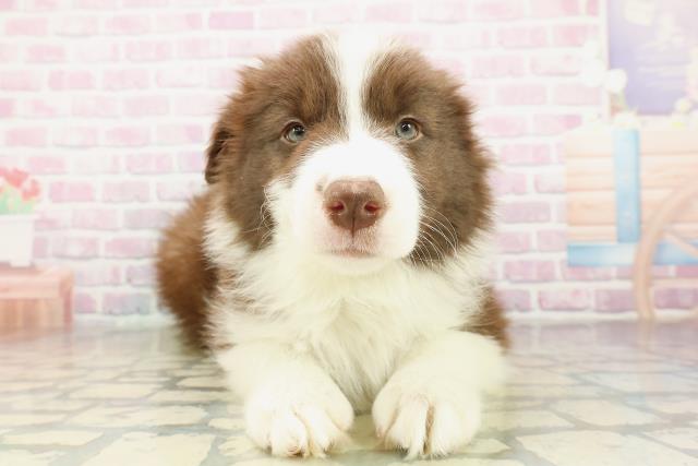 神奈川県のボーダーコリー (Coo&RIKU藤沢店/2025年11月10日生まれ/男の子/チョコレートホワイト)の子犬の1枚目の画像