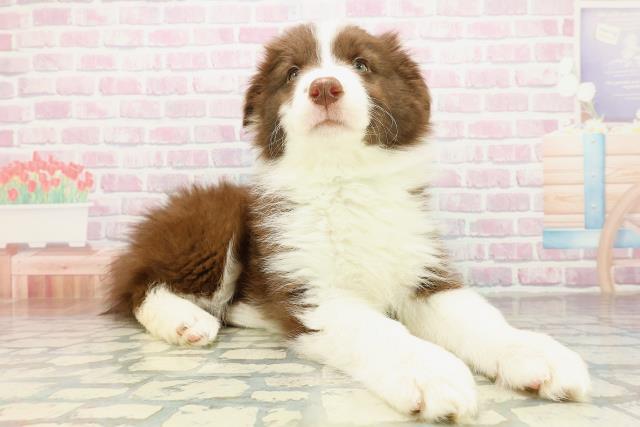 神奈川県のボーダーコリー (Coo&RIKU藤沢店/2025年11月10日生まれ/男の子/チョコレートホワイト)の子犬の3枚目の画像