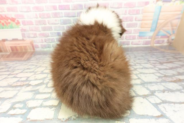 神奈川県のボーダーコリー (Coo&RIKU藤沢店/2025年11月10日生まれ/男の子/チョコレートホワイト)の子犬の4枚目の画像