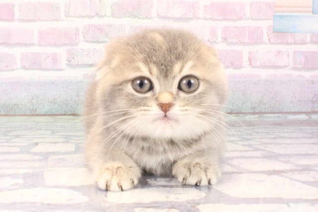 大阪府のスコティッシュフォールド (Coo&RIKU心斎橋店/2025年10月12日生まれ/女の子/ブルークリーム)の子猫の1枚目の画像