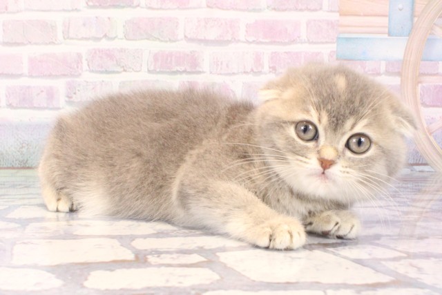 大阪府のスコティッシュフォールド (Coo&RIKU心斎橋店/2025年10月12日生まれ/女の子/ブルークリーム)の子猫の2枚目の画像
