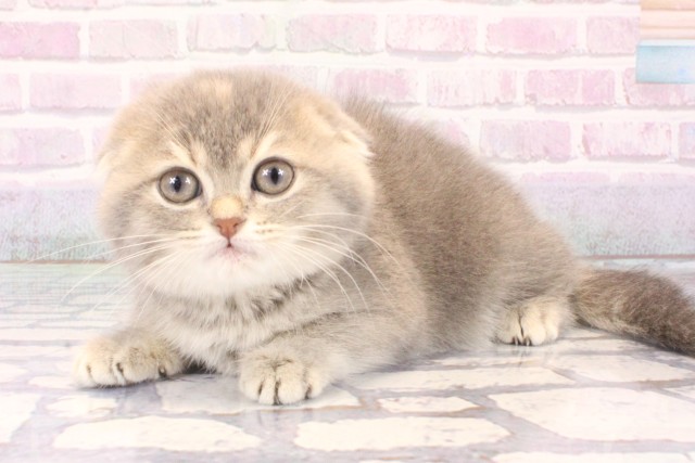 大阪府のスコティッシュフォールド (Coo&RIKU心斎橋店/2025年10月12日生まれ/女の子/ブルークリーム)の子猫の3枚目の画像