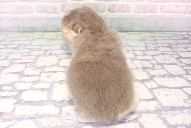 大阪府のスコティッシュフォールド (Coo&RIKU心斎橋店/2025年10月12日生まれ/女の子/ブルークリーム)の子猫の4枚目の画像