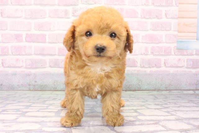 トイ・プードル