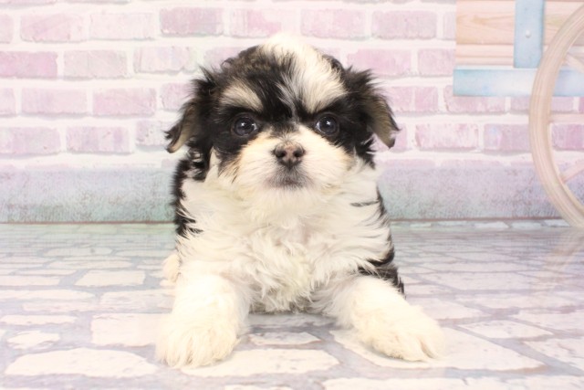 大阪府のチワマル/マルチワ(チワワ×マルチーズ) (Coo&RIKU梅田店/2025年11月12日生まれ/女の子/ブラックタンホワイト)の子犬の1枚目の画像