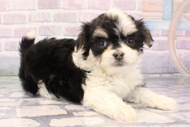 大阪府のチワマル/マルチワ(チワワ×マルチーズ) (Coo&RIKU梅田店/2025年11月12日生まれ/女の子/ブラックタンホワイト)の子犬の2枚目の画像