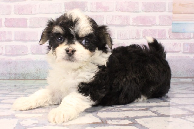 大阪府のチワマル/マルチワ(チワワ×マルチーズ) (Coo&RIKU梅田店/2025年11月12日生まれ/女の子/ブラックタンホワイト)の子犬の3枚目の画像