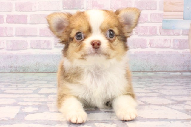 大阪府のチワワ(ロング) (Coo&RIKU梅田店/2025年11月12日生まれ/男の子/チョコレートフォーンホワイト)の子犬の1枚目の画像