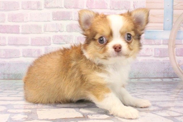 大阪府のチワワ(ロング) (Coo&RIKU梅田店/2025年11月12日生まれ/男の子/チョコレートフォーンホワイト)の子犬の2枚目の画像