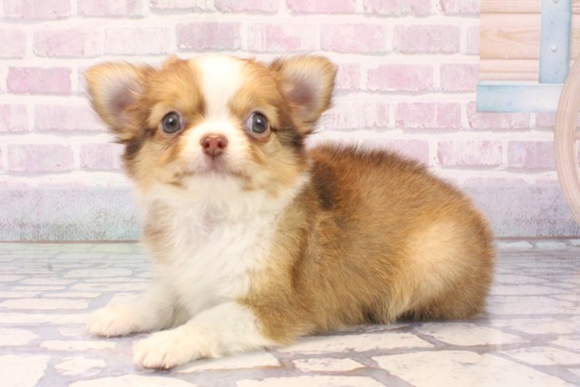 大阪府のチワワ(ロング) (Coo&RIKU梅田店/2025年11月12日生まれ/男の子/チョコレートフォーンホワイト)の子犬の3枚目の画像