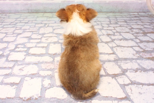 大阪府のチワワ(ロング) (Coo&RIKU梅田店/2025年11月12日生まれ/男の子/チョコレートフォーンホワイト)の子犬の4枚目の画像