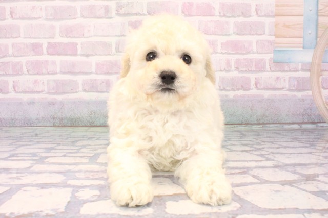 トイ・プードル