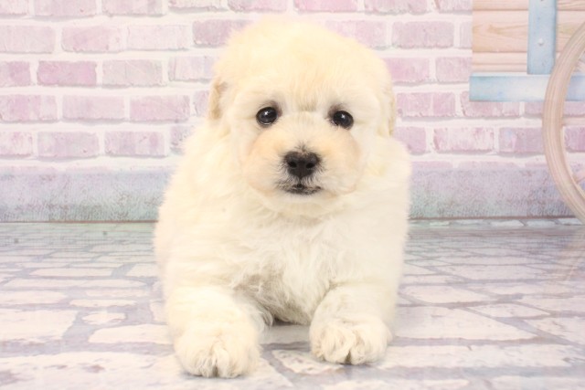 トイ・プードル