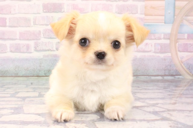 兵庫県のチワワ(ロング) (Coo&RIKU丹波店/2025年11月12日生まれ/男の子/クリームホワイト)の子犬の1枚目の画像