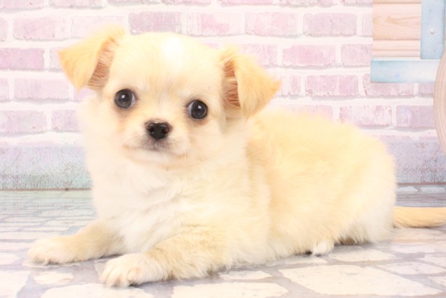 兵庫県のチワワ(ロング) (Coo&RIKU丹波店/2025年11月12日生まれ/男の子/クリームホワイト)の子犬の3枚目の画像