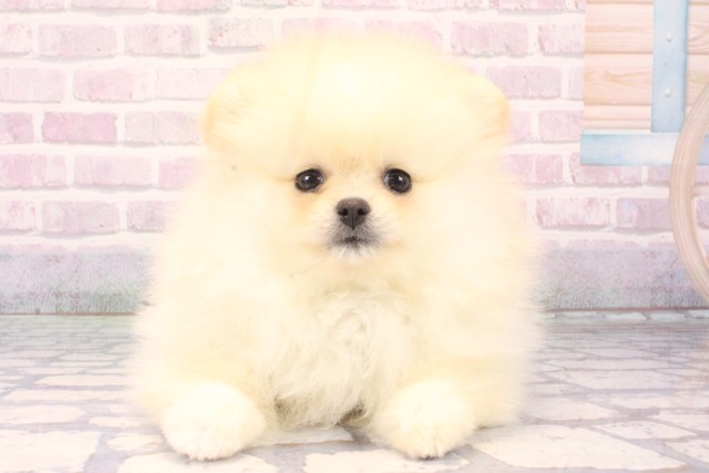 大阪府のポメラニアン (Coo&RIKU東大阪店/2025年11月10日生まれ/女の子/クリーム)の子犬の1枚目の画像