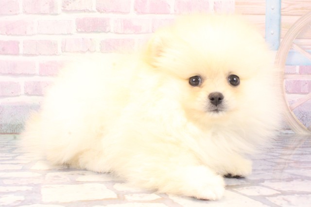 大阪府のポメラニアン (Coo&RIKU東大阪店/2025年11月10日生まれ/女の子/クリーム)の子犬の2枚目の画像