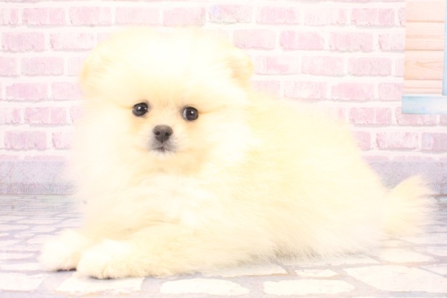 大阪府のポメラニアン (Coo&RIKU東大阪店/2025年11月10日生まれ/女の子/クリーム)の子犬の3枚目の画像