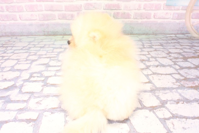 大阪府のポメラニアン (Coo&RIKU東大阪店/2025年11月10日生まれ/女の子/クリーム)の子犬の4枚目の画像