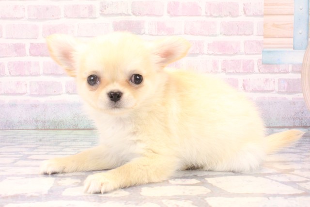 大阪府のチワワ(ロング) (Coo&RIKU松原店/2025年11月12日生まれ/女の子/クリーム)の子犬の3枚目の画像