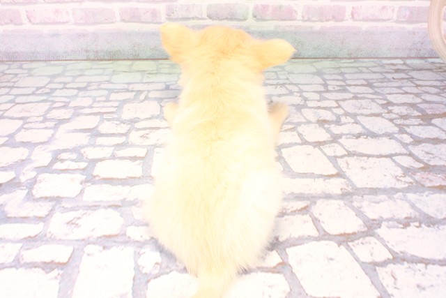 大阪府のチワワ(ロング) (Coo&RIKU松原店/2025年11月12日生まれ/女の子/クリーム)の子犬の4枚目の画像