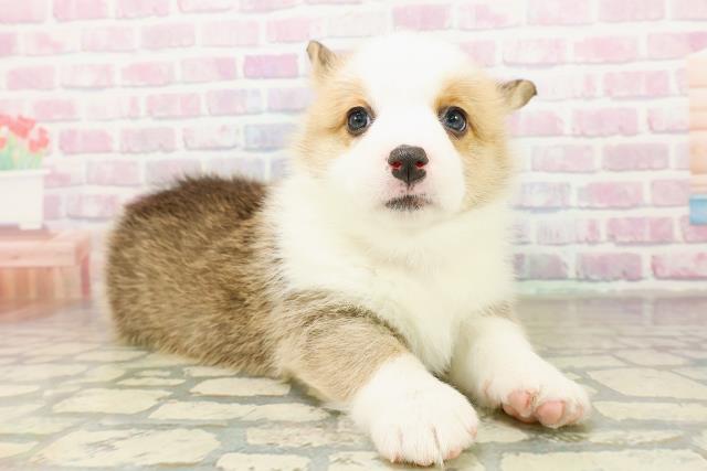 栃木県のウェルシュコーギーペンブローク (Coo&RIKUFKDインターパーク店/2025年11月10日生まれ/女の子/レッドホワイト)の子犬の3枚目の画像