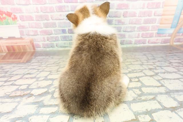 栃木県のウェルシュコーギーペンブローク (Coo&RIKUFKDインターパーク店/2025年11月10日生まれ/女の子/レッドホワイト)の子犬の4枚目の画像