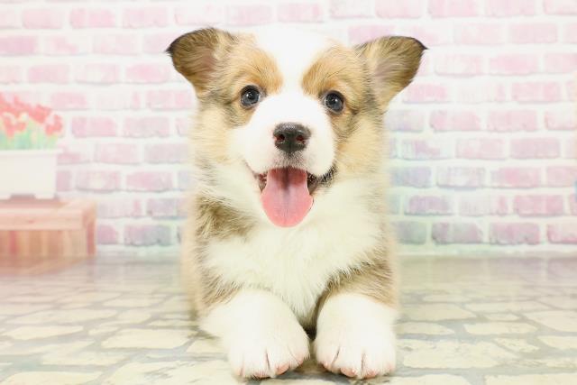 茨城県のウェルシュコーギーペンブローク (Coo&RIKU筑西店/2025年11月10日生まれ/女の子/レッドホワイト)の子犬の1枚目の画像