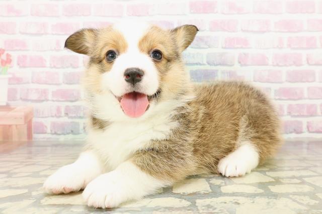 茨城県のウェルシュコーギーペンブローク (Coo&RIKU筑西店/2025年11月10日生まれ/女の子/レッドホワイト)の子犬の2枚目の画像