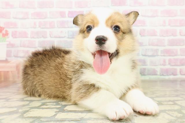 茨城県のウェルシュコーギーペンブローク (Coo&RIKU筑西店/2025年11月10日生まれ/女の子/レッドホワイト)の子犬の3枚目の画像