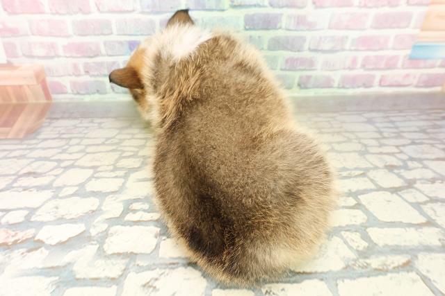 茨城県のウェルシュコーギーペンブローク (Coo&RIKU筑西店/2025年11月10日生まれ/女の子/レッドホワイト)の子犬の4枚目の画像