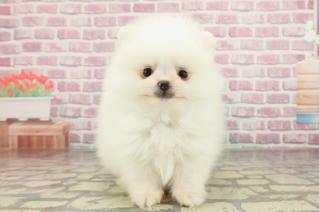 福岡県のポメラニアン (Coo&RIKU小倉店/2025年2月14日生まれ/男の子/ホワイト)の子犬の1枚目の画像