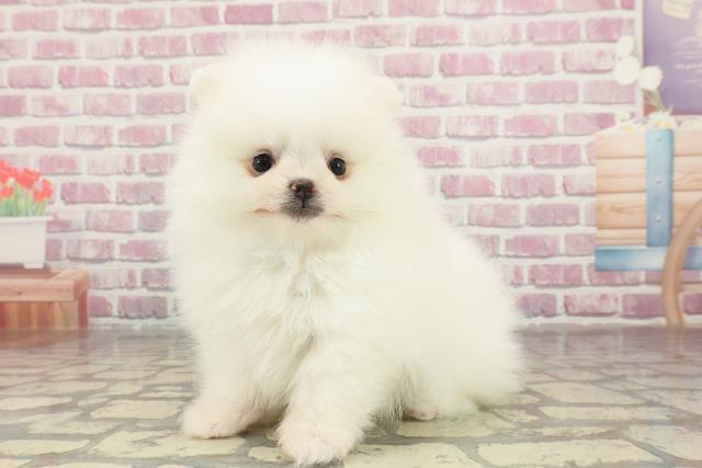 福岡県のポメラニアン (Coo&RIKU小倉店/2025年2月14日生まれ/男の子/ホワイト)の子犬の2枚目の画像