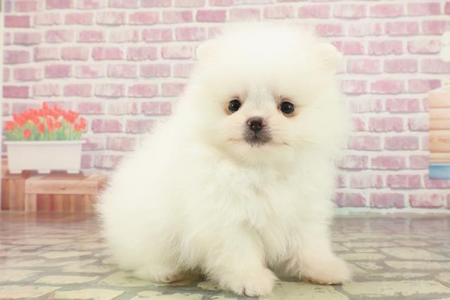 福岡県のポメラニアン (Coo&RIKU小倉店/2025年2月14日生まれ/男の子/ホワイト)の子犬の3枚目の画像