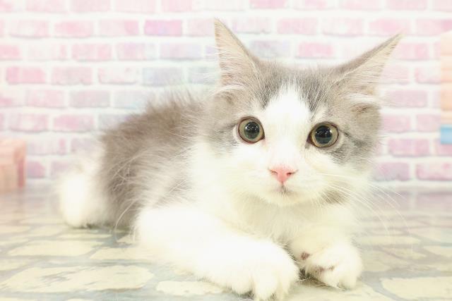 北海道のラガマフィン (Coo&RIKU釧路店/2025年9月23日生まれ/男の子/ブルーホワイト)の子猫の3枚目の画像