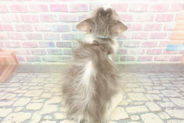 北海道のラガマフィン (Coo&RIKU釧路店/2025年9月23日生まれ/男の子/ブルーホワイト)の子猫の4枚目の画像