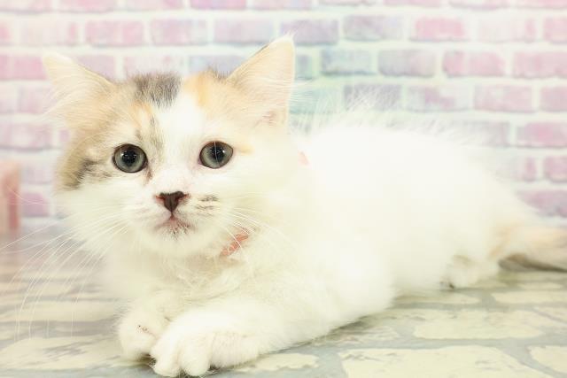 新潟県のラガマフィン (Coo&RIKU新潟西店/2025年10月29日生まれ/女の子/キャリコ)の子猫の2枚目の画像