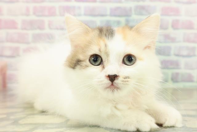 新潟県のラガマフィン (Coo&RIKU新潟西店/2025年10月29日生まれ/女の子/キャリコ)の子猫の3枚目の画像