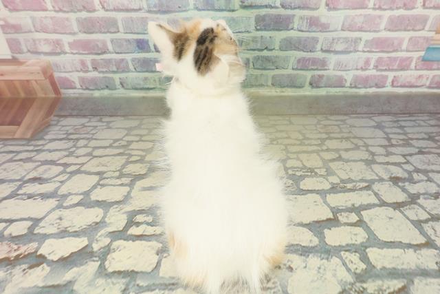 新潟県のラガマフィン (Coo&RIKU新潟西店/2025年10月29日生まれ/女の子/キャリコ)の子猫の4枚目の画像