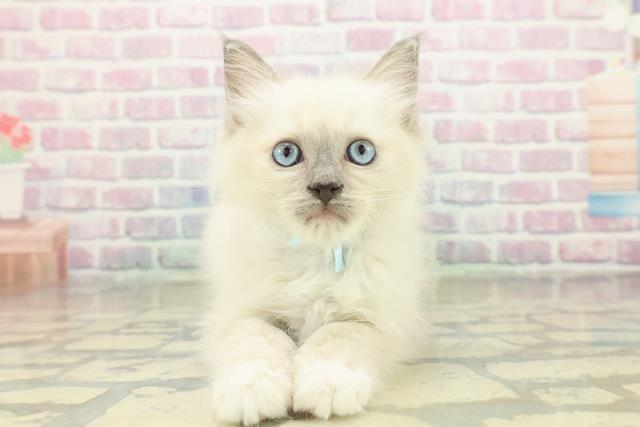 新潟県のラグドール (Coo&RIKU長岡店/2025年11月5日生まれ/男の子/ブルーポイントミテッド)の子猫の1枚目の画像