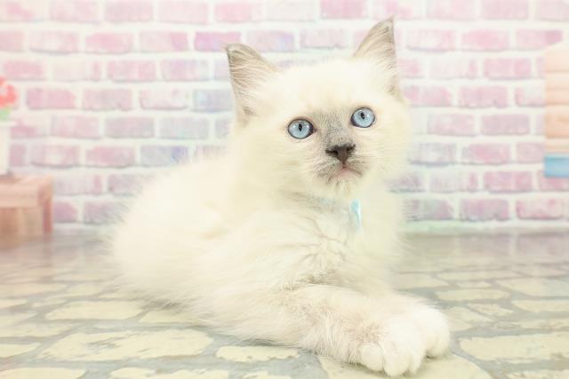 新潟県のラグドール (Coo&RIKU長岡店/2025年11月5日生まれ/男の子/ブルーポイントミテッド)の子猫の3枚目の画像