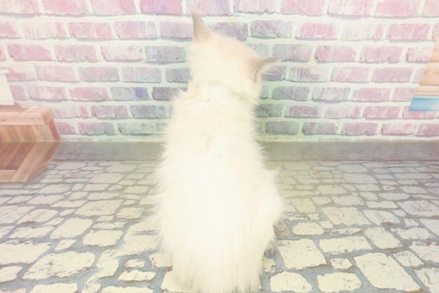 新潟県のラグドール (Coo&RIKU長岡店/2025年11月5日生まれ/男の子/ブルーポイントミテッド)の子猫の4枚目の画像