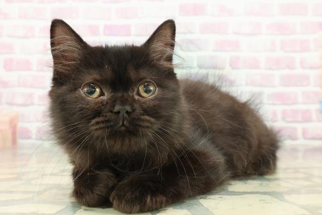 北海道のラガマフィン (Coo&RIKU岩見沢店/2025年9月23日生まれ/男の子/ブラック)の子猫の2枚目の画像
