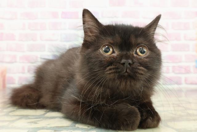 北海道のラガマフィン (Coo&RIKU岩見沢店/2025年9月23日生まれ/男の子/ブラック)の子猫の3枚目の画像