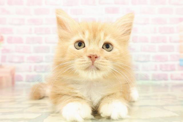 千葉県のラガマフィン (Coo&RIKU木更津店/2025年11月2日生まれ/女の子/レッドタビーホワイト)の子猫の1枚目の画像