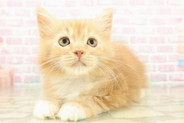 千葉県のラガマフィン (Coo&RIKU木更津店/2025年11月2日生まれ/女の子/レッドタビーホワイト)の子猫の2枚目の画像