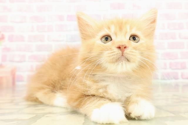 千葉県のラガマフィン (Coo&RIKU木更津店/2025年11月2日生まれ/女の子/レッドタビーホワイト)の子猫の3枚目の画像