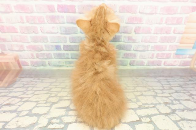 千葉県のラガマフィン (Coo&RIKU木更津店/2025年11月2日生まれ/女の子/レッドタビーホワイト)の子猫の4枚目の画像