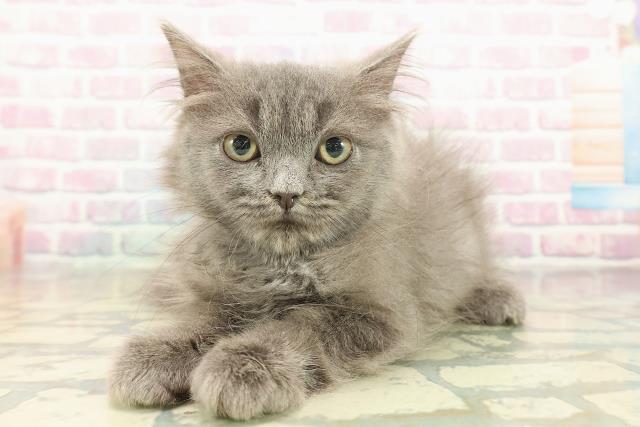 長野県のラガマフィン (Coo&RIKUコメリパワー長野東部店/2025年9月23日生まれ/男の子/ブルー)の子猫の2枚目の画像